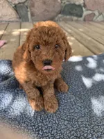 Charlie, a male Miniature Goldendoodle for sale in Camden, MI – 5 of 6