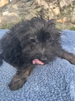 Scout, a male Yorkipoo for sale in Camden, MI – 3 of 4