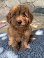Gus, a male Miniature Goldendoodle for sale in Camden, MI – 6 of 7