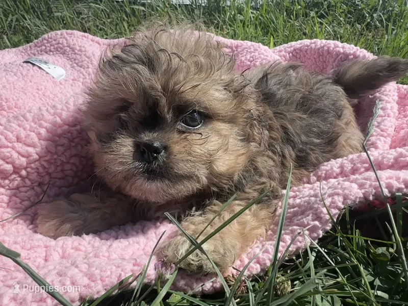 Daisy  – Shihpoo puppy for sale in Camden, MI