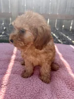 Dolly, a female Miniature Goldendoodle for sale in Camden, MI – 5 of 6