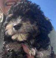 Trixie, a female Miniature Bernedoodle for sale in Camden, MI – 2 of 8