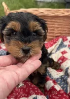 Frankie, a male Yorkshire Terrier for sale in Camden, MI – 2 of 4
