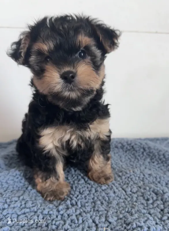Teddy – Yorkipoo puppy for sale in Camden, MI