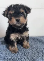 Teddy, a male Yorkipoo for sale in Camden, MI – 1 of 7