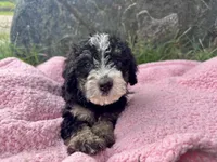 Mabel, a female Miniature Bernedoodle for sale in Camden, MI – 2 of 6