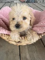 Rose, a female Poodle - Miniature  for sale in Camden, MI – 4 of 4