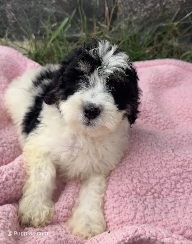 Poppy – Miniature Bernedoodle puppy for sale in Camden, MI
