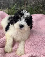 Poppy, a female Miniature Bernedoodle for sale in Camden, MI – 1 of 7
