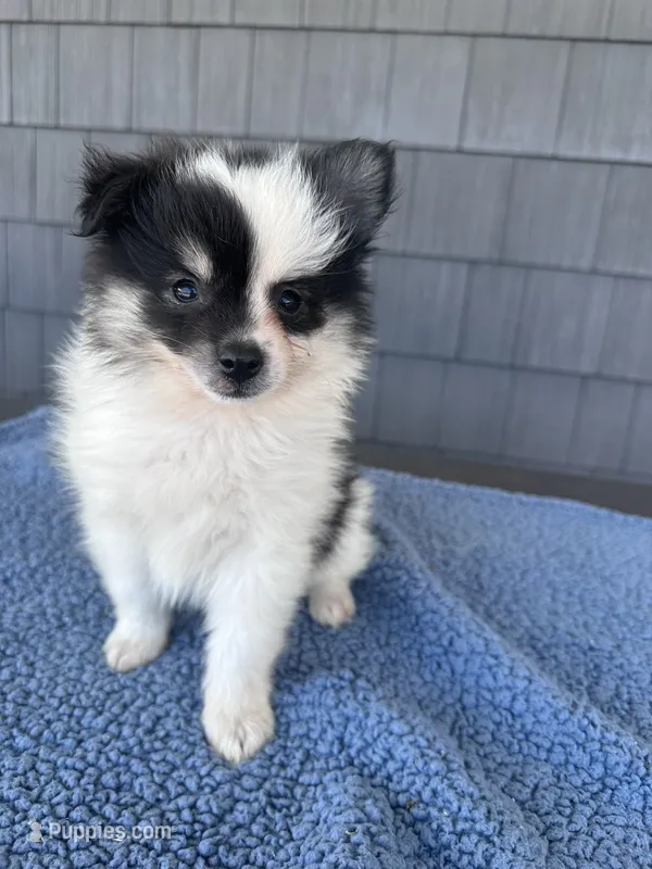 Oreo – Pomeranian puppy for sale in Camden, MI
