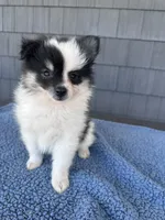 Oreo, a male Pomeranian for sale in Camden, MI – 1 of 7