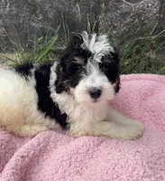 Poppy, a female Miniature Bernedoodle for sale in Camden, MI – 3 of 7
