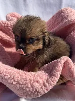Princess , a female Shih Tzu for sale in Camden, MI – 3 of 6