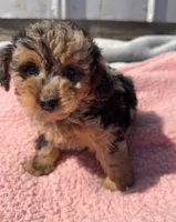 Duchess, a female Yorkipoo for sale in Camden, MI – 1 of 5