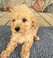 Collis, a male Poodle - Miniature  for sale in Camden, MI – 4 of 7