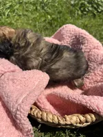 Honey, a female Shihpoo for sale in Camden, MI – 6 of 6