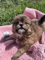 Penny, a female Shihpoo for sale in Camden, MI – 4 of 10
