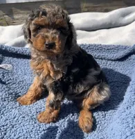 Baron , a male Yorkipoo for sale in Camden, MI – 4 of 6