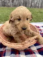 Vern, a male Miniature Goldendoodle for sale in Camden, MI – 2 of 4