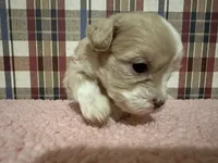 processed/88fc1665-bc80-42e6-bb21-294a76eef7ee/listing/ccf22a6c-41ab-4cc9-92bf-356ea6131ba2/17a4db75-a7e3-46e5-a606-5b715906bfc6