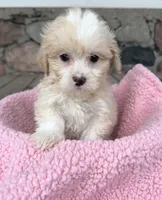 Sandy, a female Shihpoo for sale in Camden, MI – Photo 3 of 8