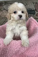 Sandy, a female Shihpoo for sale in Camden, MI – Photo 5 of 8