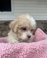 Sandy, a female Shihpoo for sale in Camden, MI – Photo 4 of 8