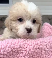 Sandy, a female Shihpoo for sale in Camden, MI – Photo 1 of 8