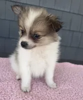 Cookie, a female Pomeranian for sale in Camden, MI – 2 of 6