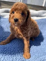 Jack, a male Miniature Goldendoodle for sale in Camden, MI – 2 of 4