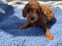 Jack, a male Miniature Goldendoodle for sale in Camden, MI – 4 of 4