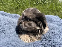 Snickers , a male Shihpoo for sale in Camden, MI – 4 of 5