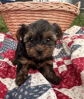 Chief, a male Yorkshire Terrier for sale in Camden, MI – 4 of 4
