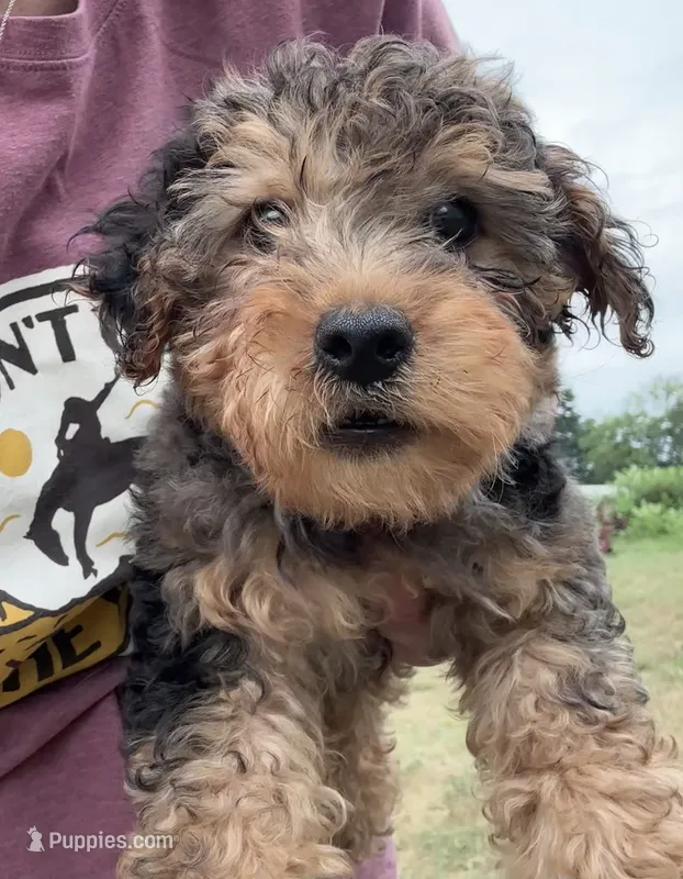 Theo – Yorkipoo puppy for sale in Camden, MI