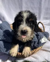Captain, a male Miniature Bernedoodle for sale in Camden, MI – 2 of 4