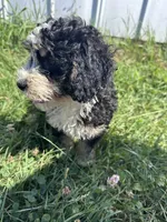 Willow, a female Miniature Bernedoodle for sale in Camden, MI – 4 of 7