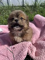 Penny, a female Shihpoo for sale in Camden, MI – 8 of 10