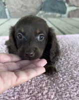 Hazel (AKC), a female Miniature Dachshund for sale in Camden, MI – 2 of 5