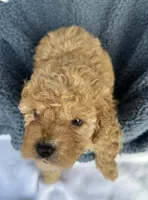 Geoege, a male Cavapoo for sale in Camden, MI – Photo 5 of 7
