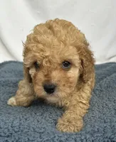 Geoege, a male Cavapoo for sale in Camden, MI – Photo 2 of 7