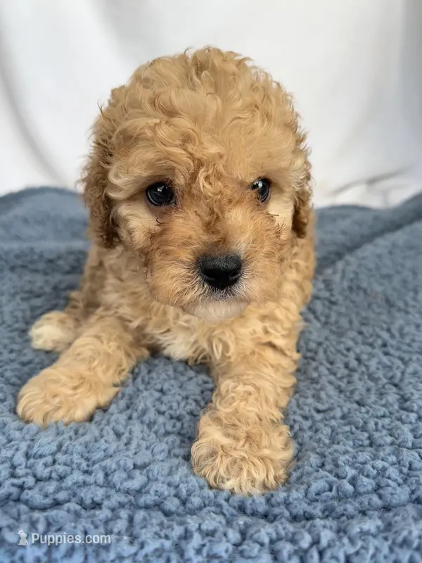 Geoege – Cavapoo puppy for sale in Camden, MI