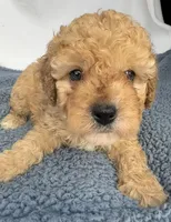 Geoege, a male Cavapoo for sale in Camden, MI – Photo 4 of 7