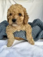 Geoege, a male Cavapoo for sale in Camden, MI – Photo 7 of 7