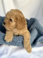 Geoege, a male Cavapoo for sale in Camden, MI – Photo 3 of 7