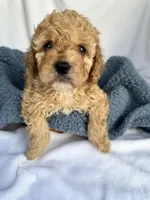 Geoege, a male Cavapoo for sale in Camden, MI – Photo 6 of 7