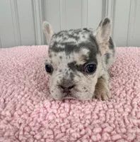 Pixie - AKC, a female French Bulldog for sale in Camden, MI – 4 of 5