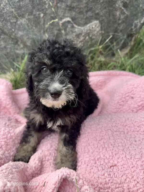 Millie – Miniature Bernedoodle puppy for sale in Camden, MI