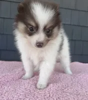 Ginger , a female Pomeranian for sale in Camden, MI – 3 of 6