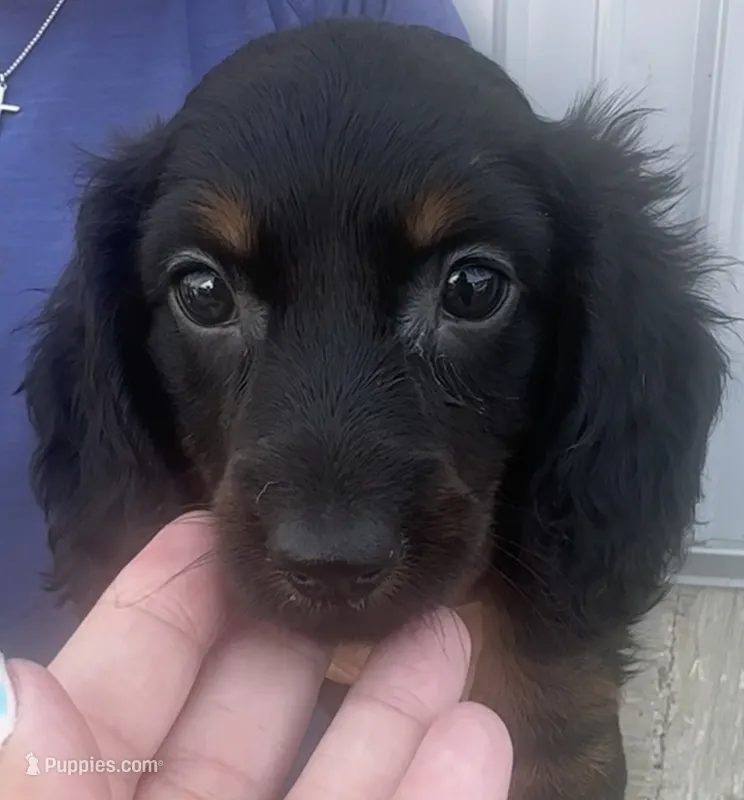 Chip – Miniature Dachshund puppy for sale in Camden, MI