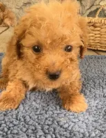 Mo  (Mojito), a male Poodle - Miniature  for sale in Camden, MI – 3 of 5